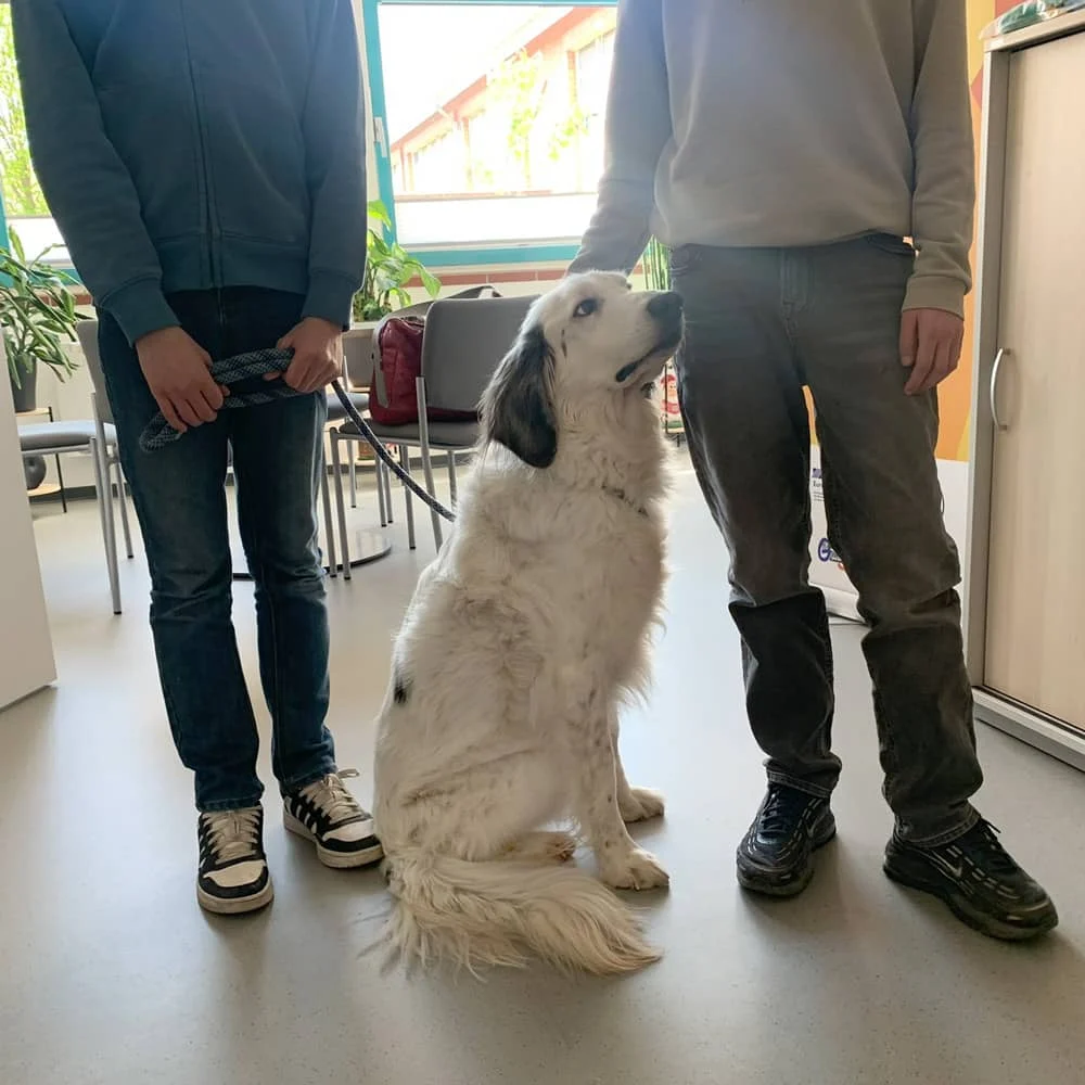 Friedrich-Ebert-Schule Schulhund Lukas Bild 03